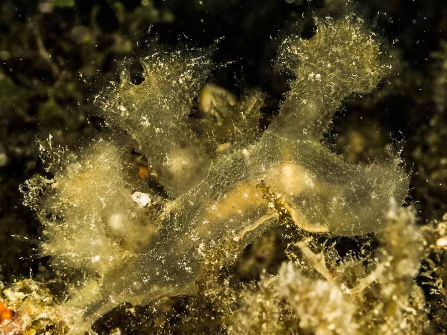 Melibe papillosa